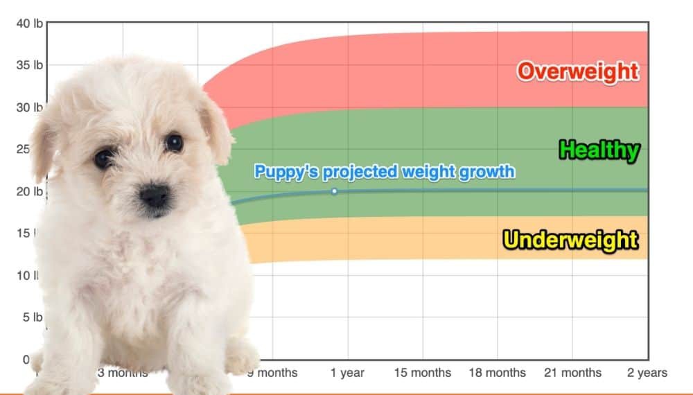 Bichon Frise Weight+Growth Chart 2022 How Heavy Will My Bichon Frise